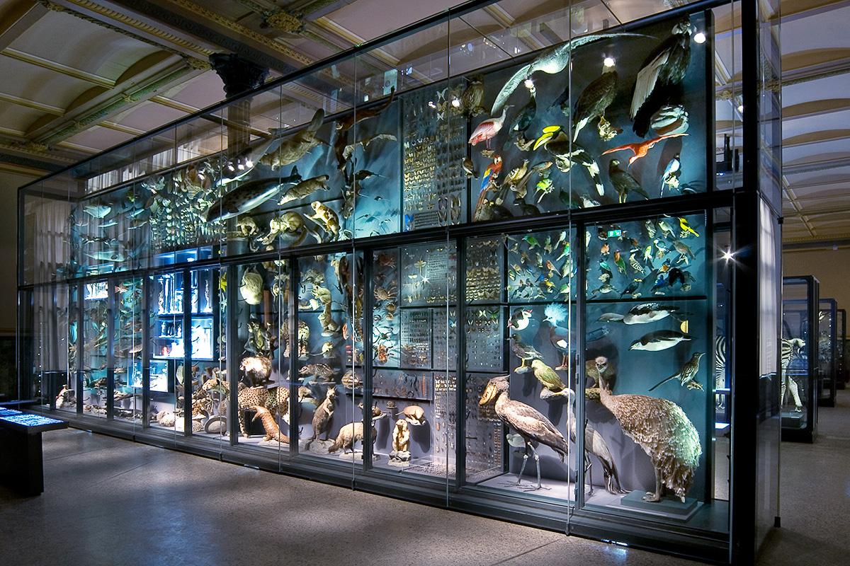 Die Biodiversitätswand im Museum für Naturkunde Berlin