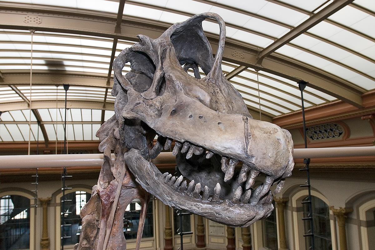 Das Foto zeigt den Schädel des Brachiosaurus brancai im Detail, besonders markant sind seine Zähne.