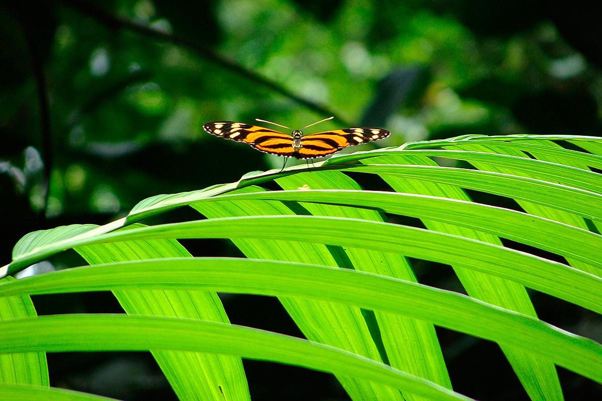 Orangener Schmetterling auf grünem Blatt