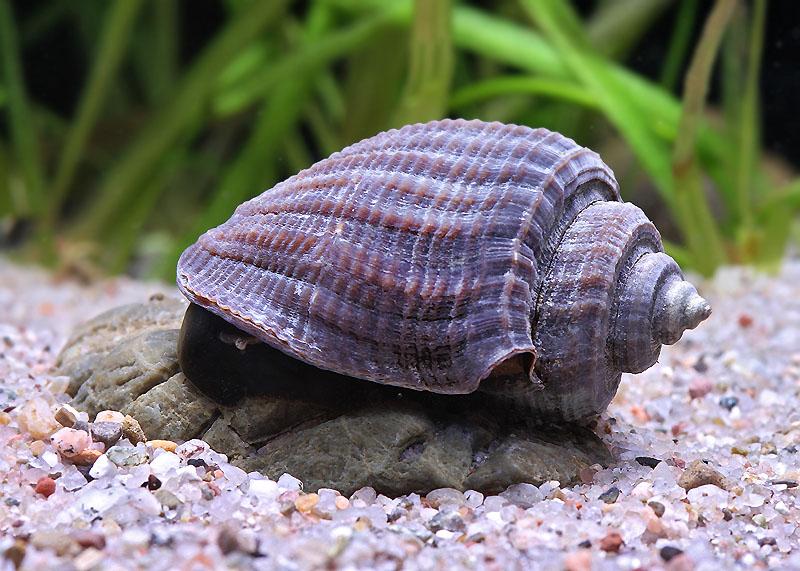 Biogeographie von Süßwassermollusken der Wallacea