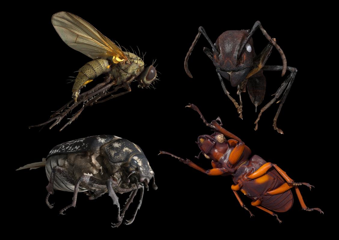 3D-Insektenscanner 3D-Insektenscanner
