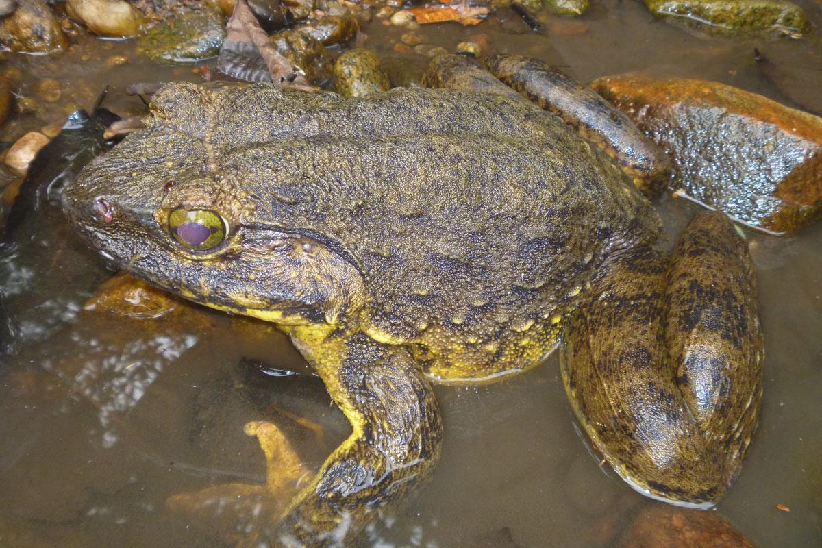 La Rana Più Grande Del Mondo Gigantes aprensivos, la especie de rana más grande del mundo cuida de