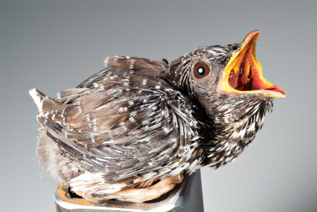Das Foto zeigt einen Kuckuck mit weit aufgerissenem Schnabel