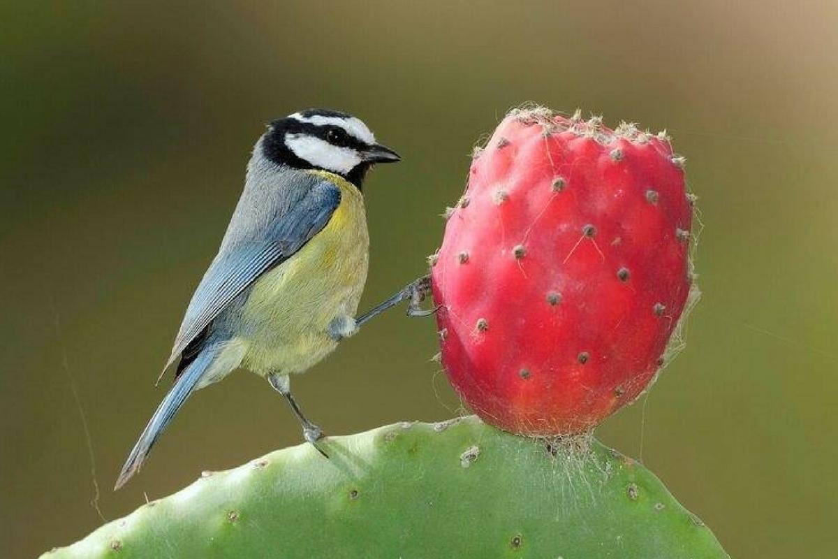 cyanistes_teneriffae_canaryislands_c_jose_juan_hernandez.jpg