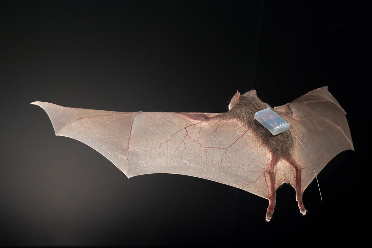 vampire bats feeding on humans