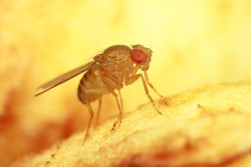 drosophila-melanogasterccc-by-sa-4.0.jpg