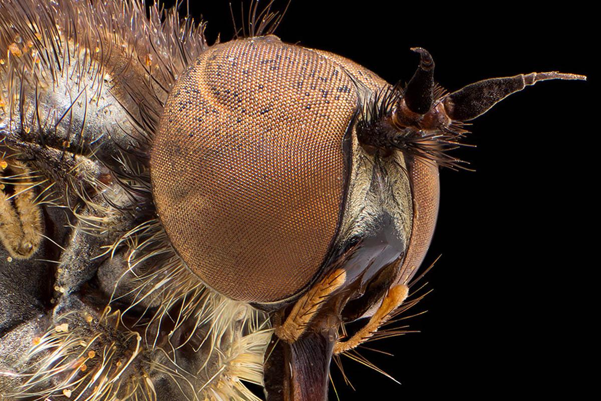 Das Foto zeigt den Kopf einer Fliege in Macroaufnahme.