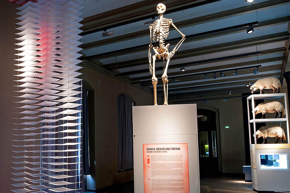 Das Foto gibt einen Einblick in die Ausstellung, in der Mitte ist auf einer Stele ein menschliches Skelett aufgestellt.