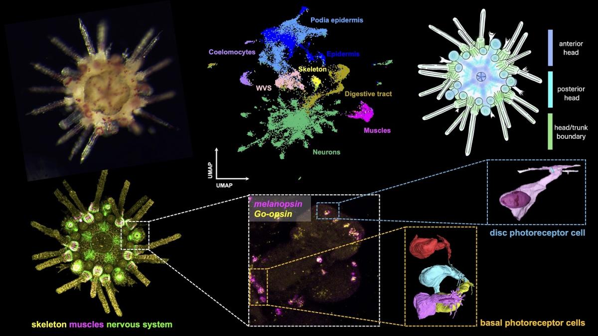 Digitale Modelle von Körper und Nervensystem eines Seeigels