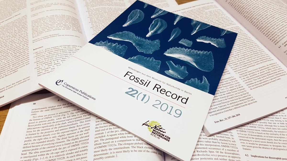 fossil-record_carola_radke_mfn.jpg