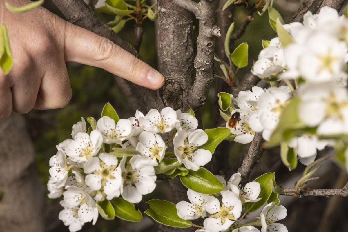 Finger zeigt auf Biene auf Blume