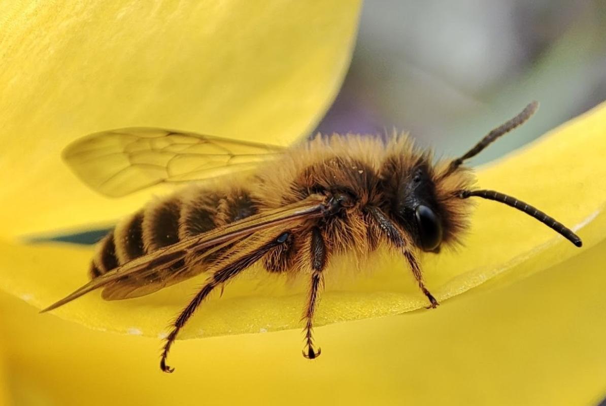 Biene auf gelber Blume Biene auf gelber Blume