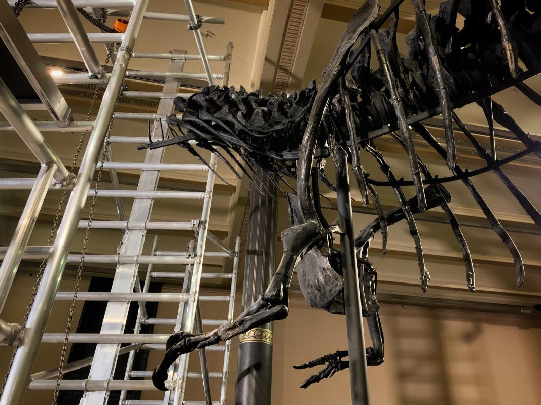 Abbau T. rex Tristan Otto Abbau T. rex Tristan Otto