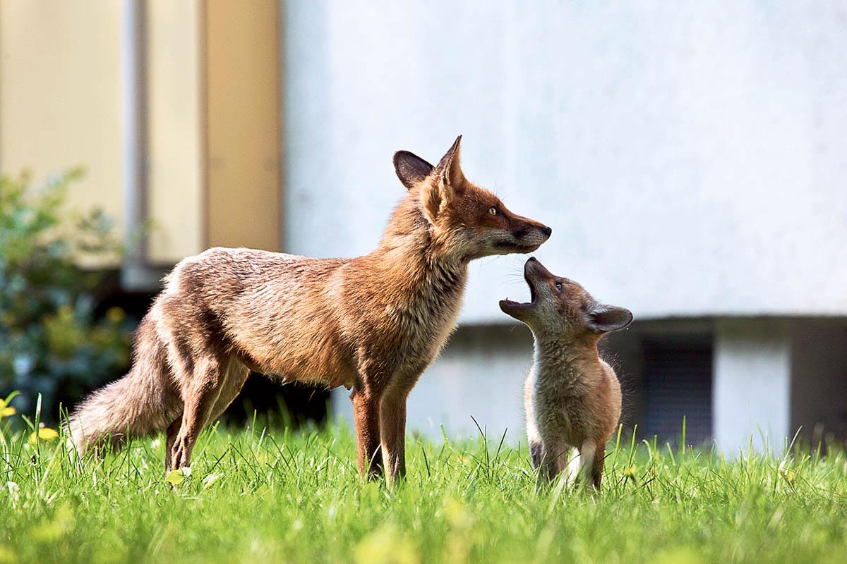 Das Foto zeigt einen Fuchs mit seinem Jungen.