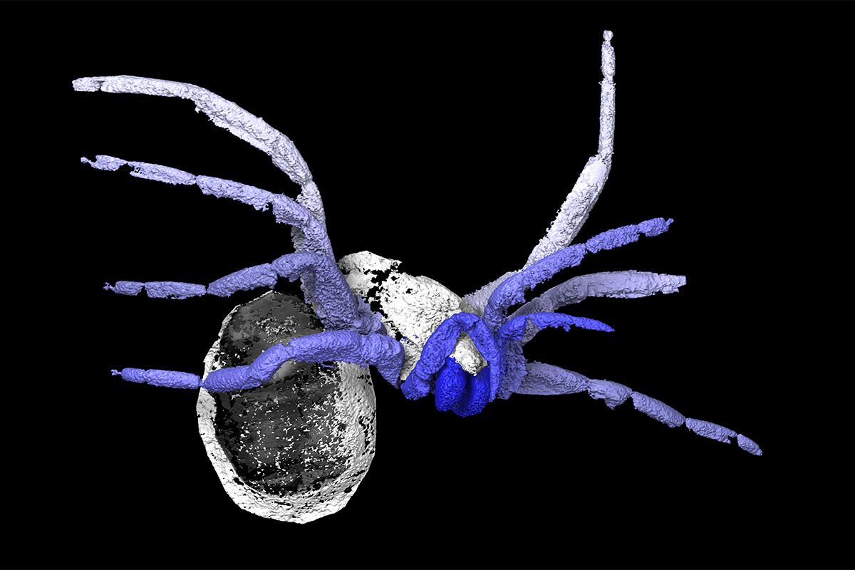 Computersimulation der ausgestorbenen Spinnentierart Idmonarachne brasieri, Garwood et al., 2016