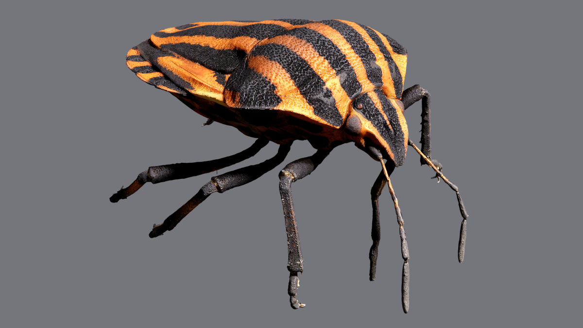 3D-Insektenscanner Streifenwanze Graphosoma Lineatum