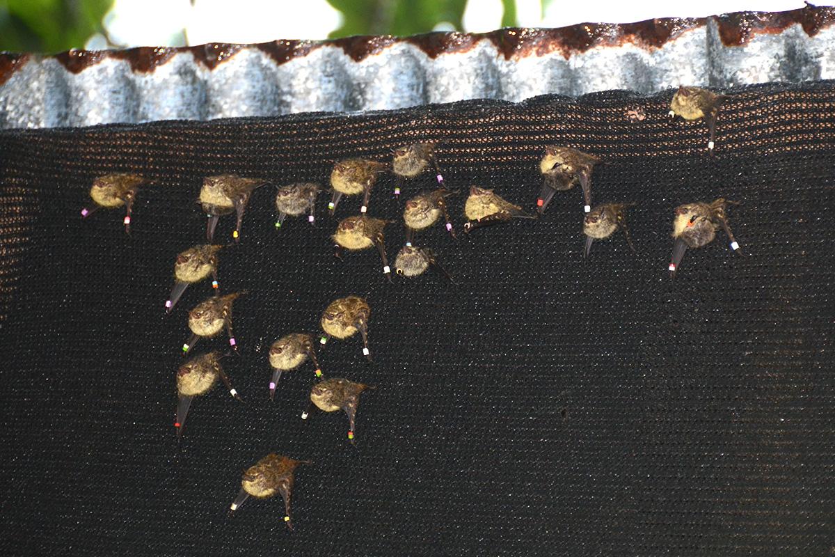 bat colony under the extended roof of a station cabin at La Selva Biological Station 