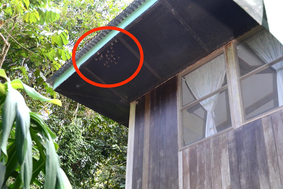 close up of a social bat group under the extended roof of a station cabin at La Selva Biological Station 