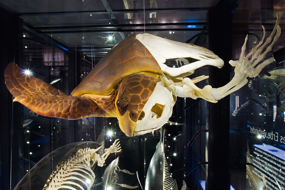 Die Meeresschildkröte verfügt über ein an das Leben im Wasser angepasstes beschupptes Reptilienbein. Das Foto zeigt das Tier im Halbschalenmodell.
