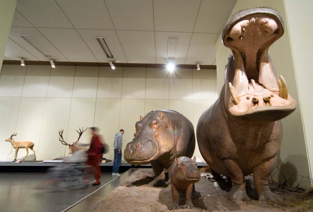 Flusspferdfamilie im Huftiersaal des Museums für Naturkunde Berlin