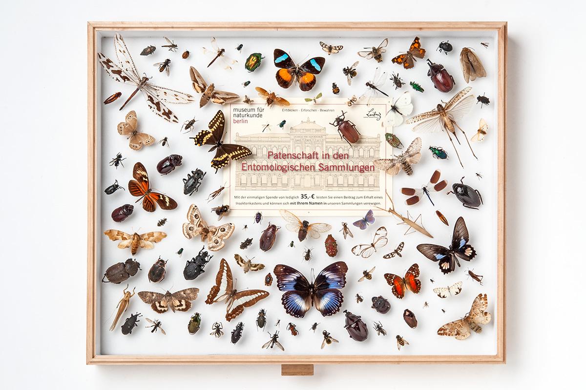 Ein Beispiel für einen Sammlungskasten für Insekten in den entomolgischen Sammlungen des Museums für Naturkunde Berlin, Foto: Carola Radke Ein Beispiel für einen Sammlungskasten für Insekten in den entomolgischen Sammlungen des Museums für Naturkunde Berlin, Foto: Carola Radke