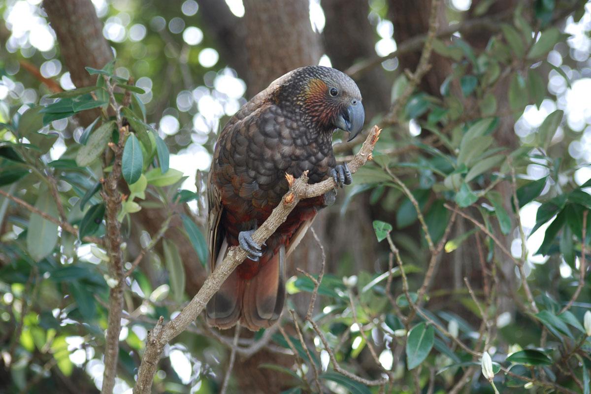 kakapo_juan-carlos-garcia_web.jpg