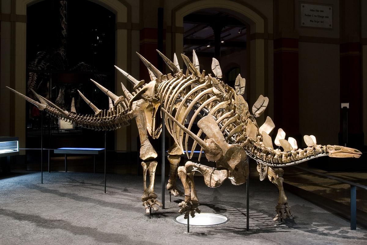 Das Foto zeigt den Kentrosaurus in der Ausstellung, charakteristisch für ihn sind die paarweise angeordneten Stacheln an Rücken und Schwanz.