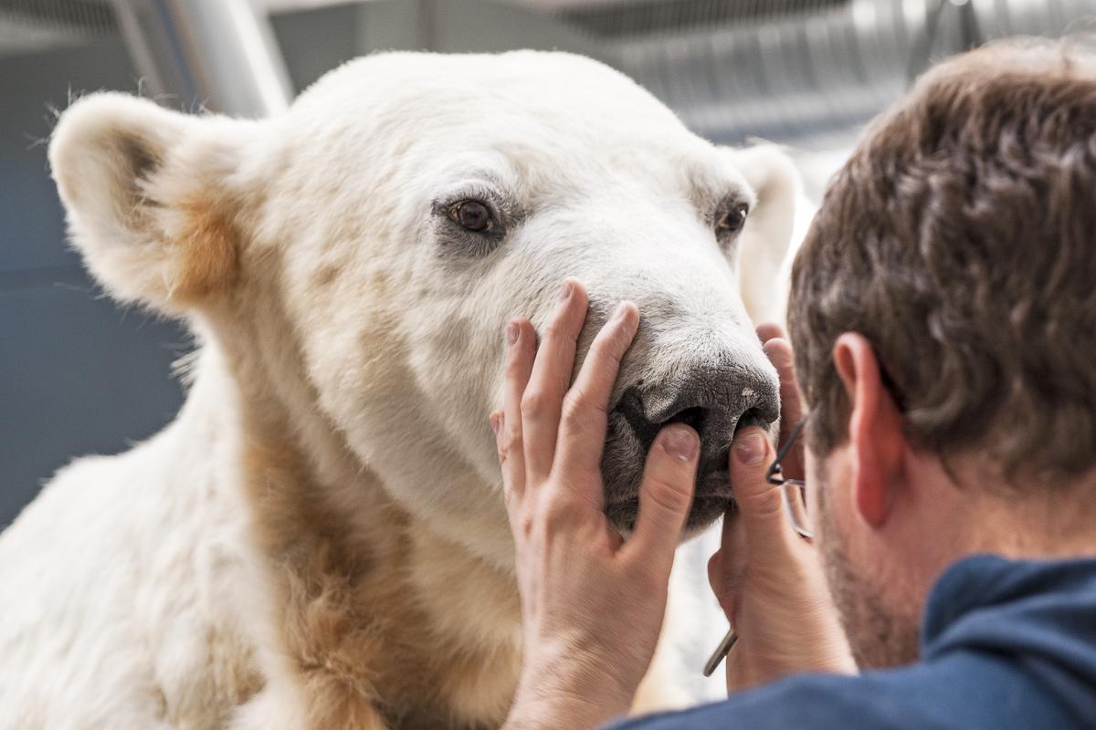 Präparation von Knut