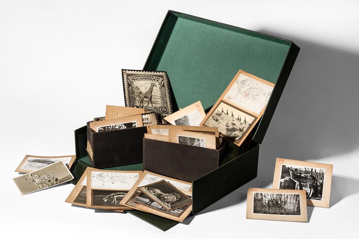 Eine geöffnete Archivbox mit historischen Fotografien