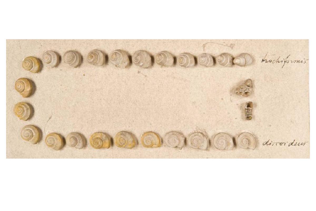 Planorbis multiformis, Schnecken Planorbis multiformis, Schnecken