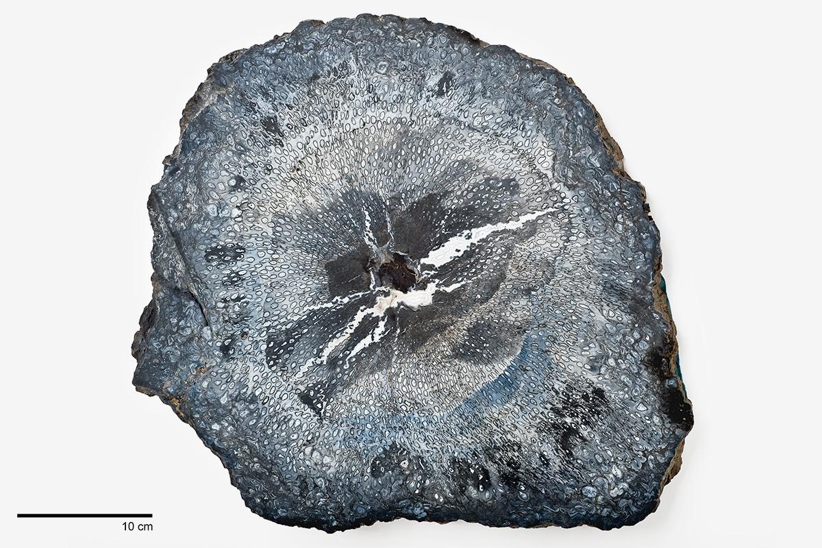 Aus dem unteren Perm, dem Rotliegenden, stammen verkieselte Farnstammreste, bei denen noch jede Zelle erhalten ist. Dementsprechend können diese Fossilien anatomisch-histologisch in ähnlicher Form untersucht werden, wie rezente Pflanzen. Aus dem unteren Perm, dem Rotliegenden, stammen verkieselte Farnstammreste, bei denen noch jede Zelle erhalten ist. Dementsprechend können diese Fossilien anatomisch-histologisch in ähnlicher Form untersucht werden, wie rezente Pflanzen.