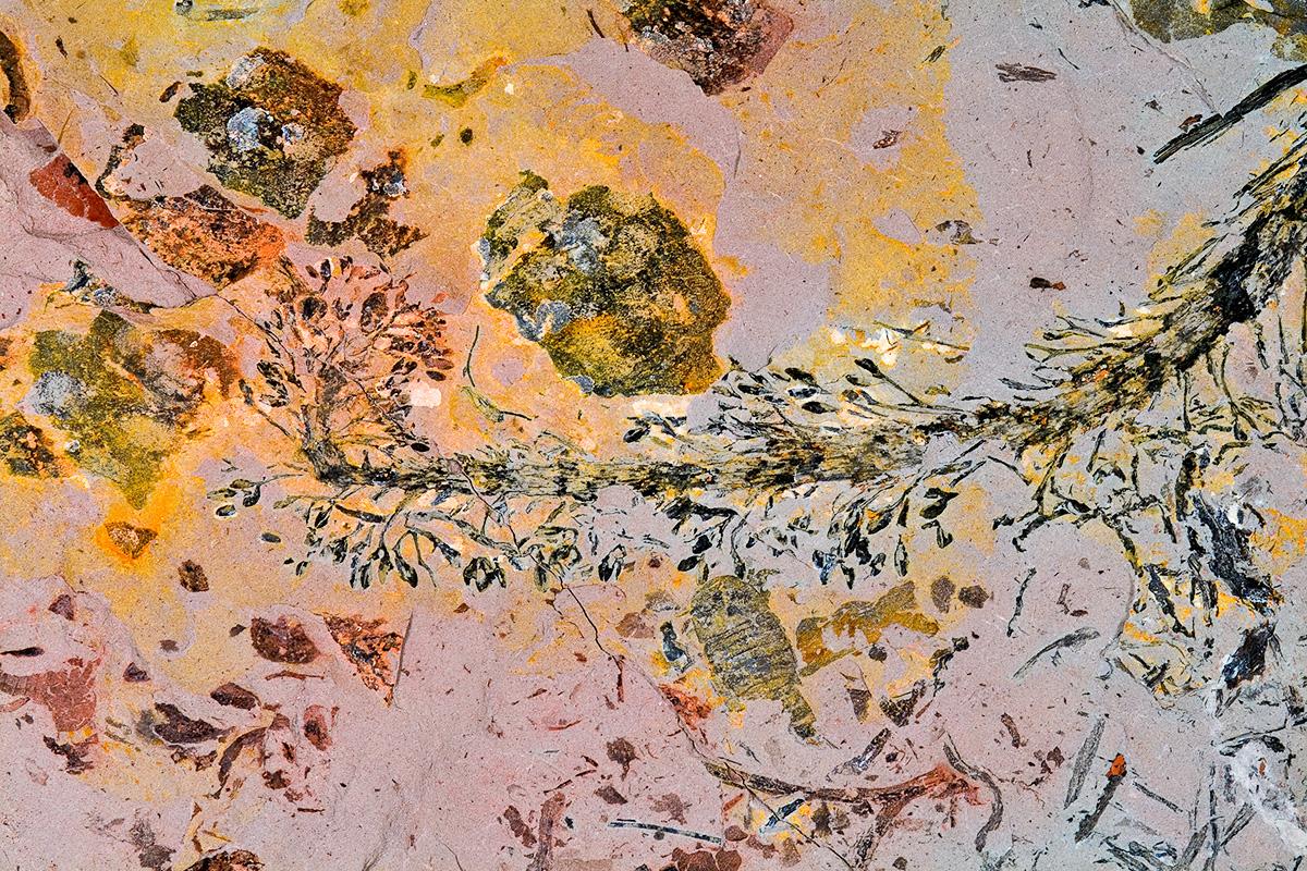 Koeppenia eifelensis (= Foozia minuta) aus dem Unterdevon von Waxweiler in der Eifel ist eine ca. 400 Millionen Jahre alte Cladoxylale. Dieser Fund belegt eine überraschend hohe Entwicklungsstufe der Pflanzen bereits im Unterdevon. Koeppenia eifelensis (= Foozia minuta) aus dem Unterdevon von Waxweiler in der Eifel ist eine ca. 400 Millionen Jahre alte Cladoxylale. Dieser Fund belegt eine überraschend hohe Entwicklungsstufe der Pflanzen bereits im Unterdevon.