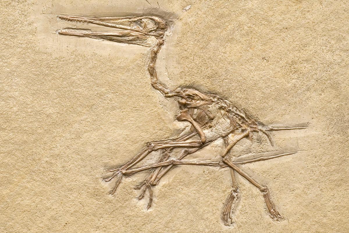 Das Foto zeigt den Flugsaurier Pterodactylus kochi, er besaß eine Flügelspannweite von 50-75 cm.
