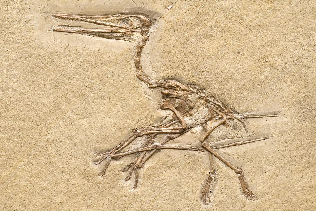Das Foto zeigt den Flugsaurier Pterodactylus kochi, er besaß eine Flügelspannweite von 50-75 cm. Das Foto zeigt den Flugsaurier Pterodactylus kochi, er besaß eine Flügelspannweite von 50-75 cm.