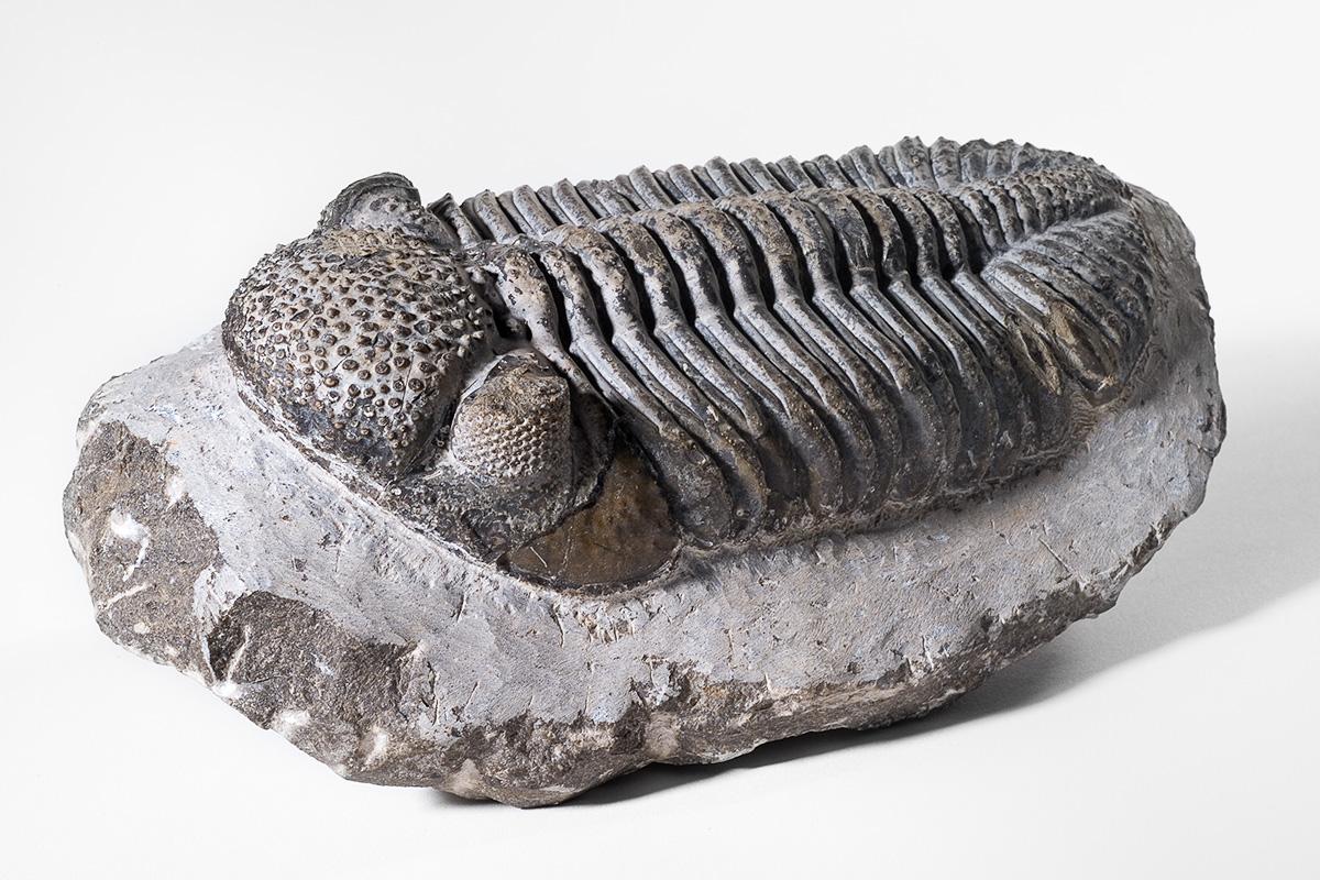 Trilobites had eyes like insects and crustaceans | Museum für Naturkunde