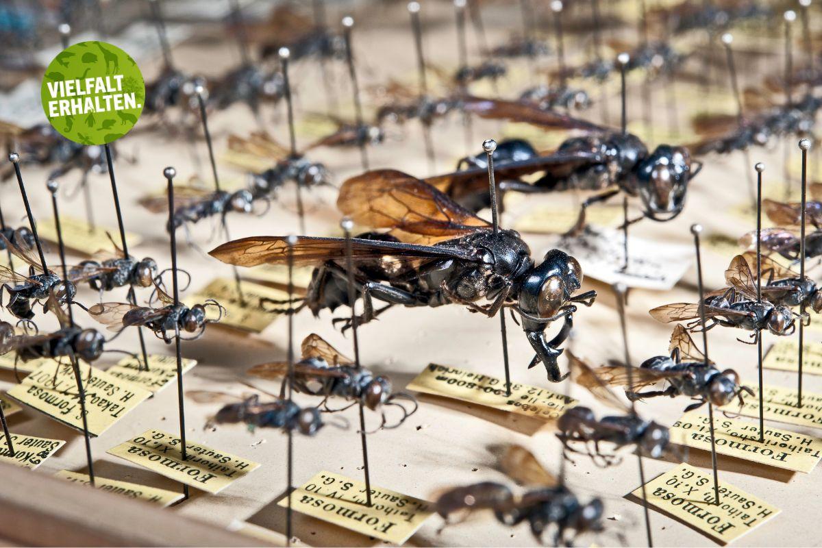 Monsterwespe in der Forschungssammlung des Museums für Naturkunde Berlin