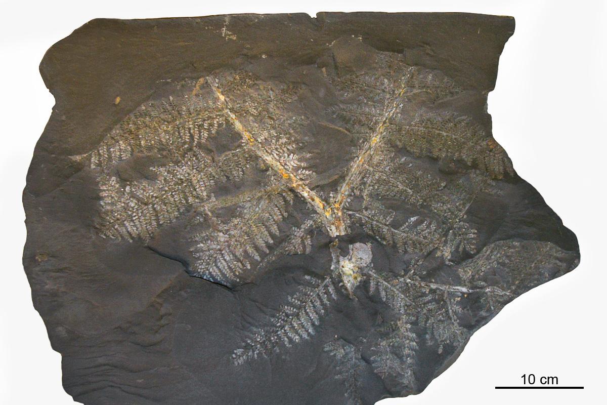 Ein fast vollständiger Wedel von Neuropteris attenuata, aus dem Westfal D des Piesbergs bei Osnabrück der Sammlung Stossmeister. Solche völlig erhaltende Wedel sind äußerst selten.