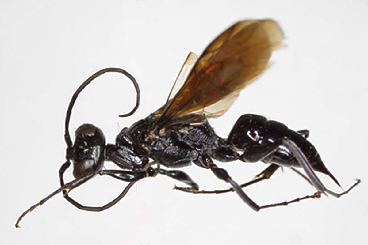 Foto der zu benennenden Wespe
