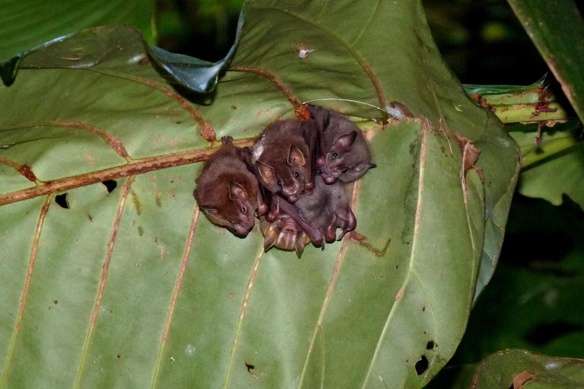 Fledermäuse auf einem Blatt