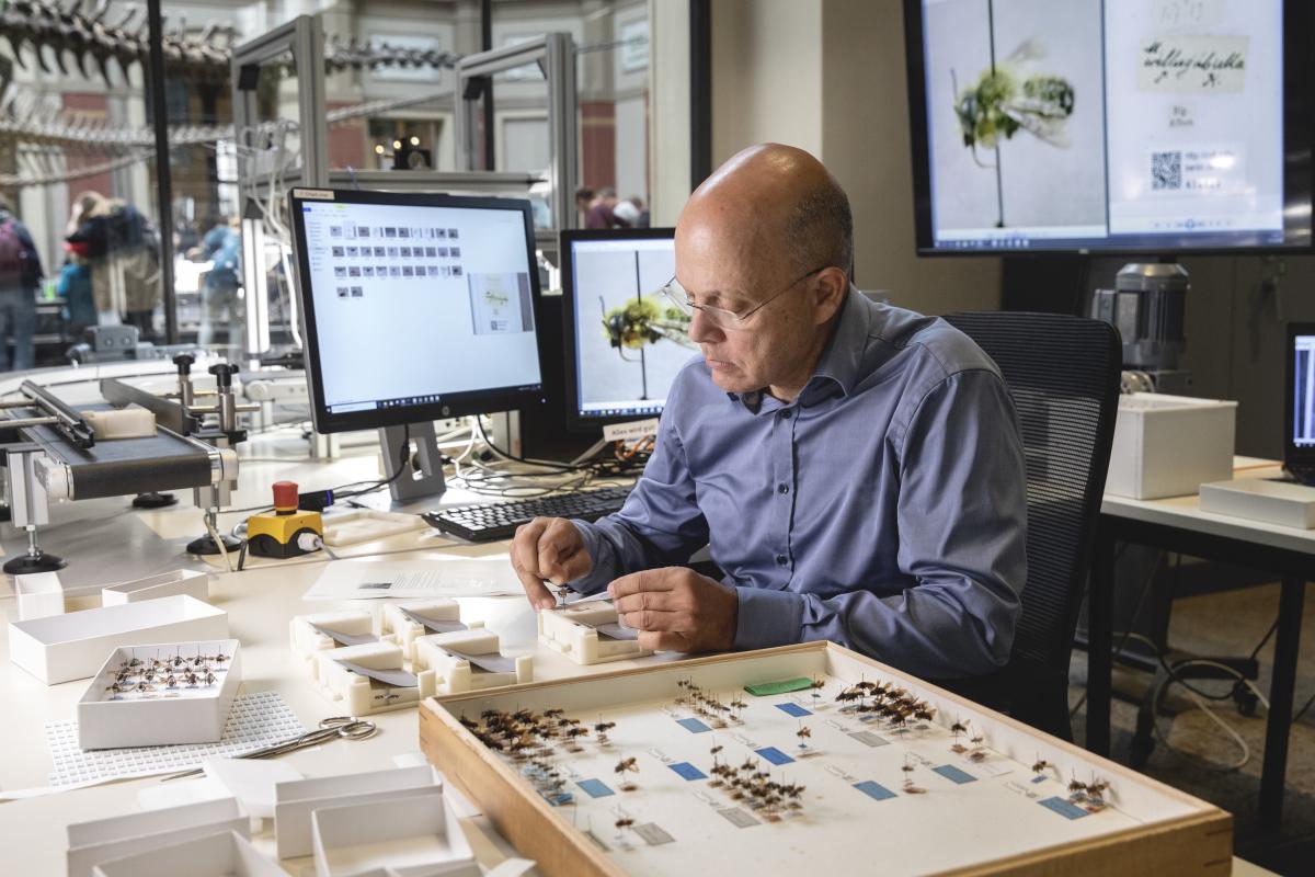 Wespe für Wespe: Mitarbeiter Bernhard Schurian macht digitale Aufnahmen der teils über 100 Jahre alten Insekten, überträgt handgeschriebene Notizen in die Daten- bank – und setzt die Tiere in neue Kästen. Wespe für Wespe: Mitarbeiter Bernhard Schurian macht digitale Aufnahmen der teils über 100 Jahre alten Insekten, überträgt handgeschriebene Notizen in die Daten- bank – und setzt die Tiere in neue Kästen.