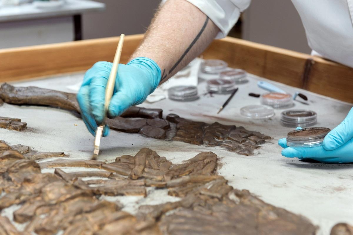 Feinarbeit an Fossilien im Paläontologischen Präparationslabor des Museums für Naturkunde Berlin. Foto: Hwa Ja Götz/Museum für Naturkunde
