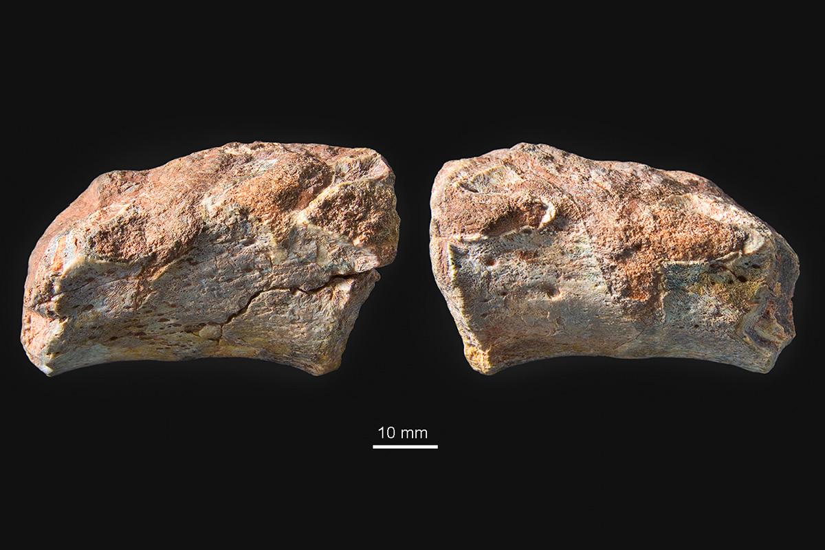Zwei verwachsene Wirbelkörper des obertriassischen Urlurchs Metoposaurus algarvensis mit einem dazwischenliegenden Halbwirbel auf der linken Seite. Oben: Exemplar von links; drei Gelenkflächen für Rippen sind zu sehen. Unten: Exemplar von rechts; nur zwei