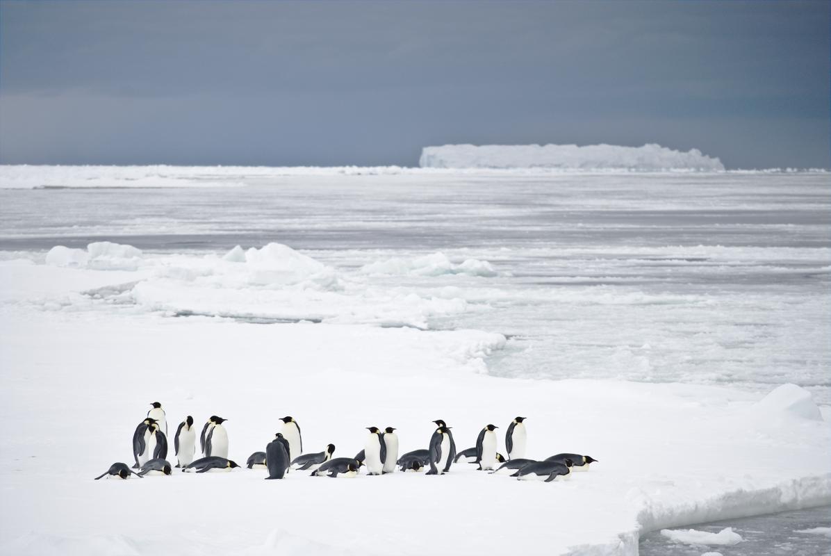 Kaiserpinguine Wendell Sea