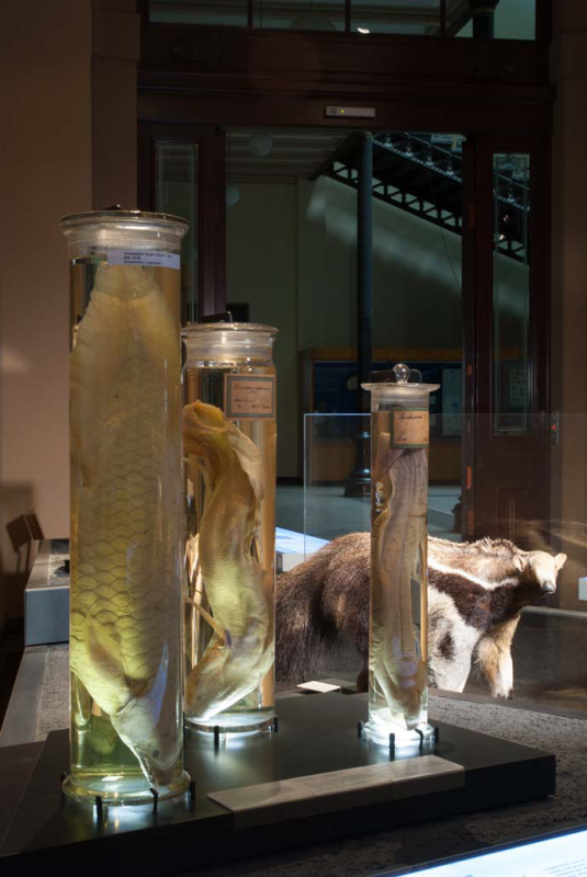An dieser Themeninsel ist ein Präparat des Großen Ameisenbär sowie Lungenfische in mit Alkohol gefüllten Gläsern ausgestellt.