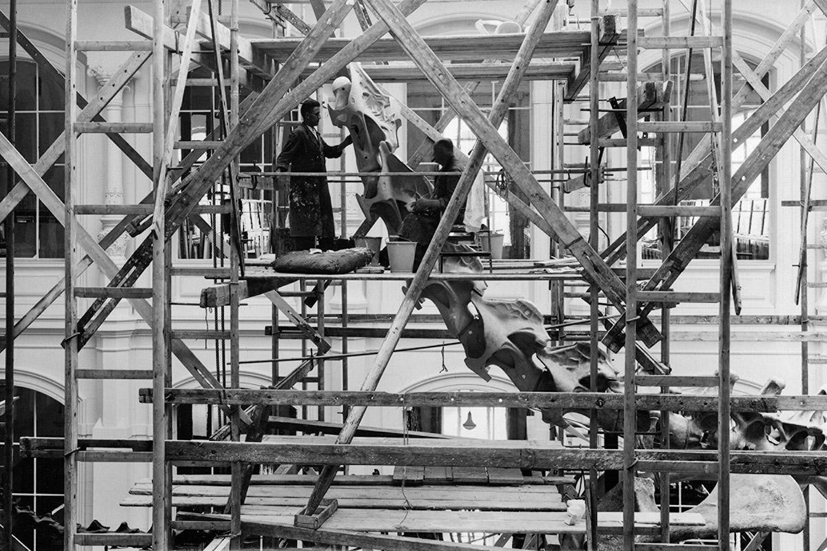 Gerüst im Sauriersaal zum Aufbau des Brachiosaurus brancai in den 1930er Jahren. Quelle: Historische Bild- und Schriftgutsammlungen