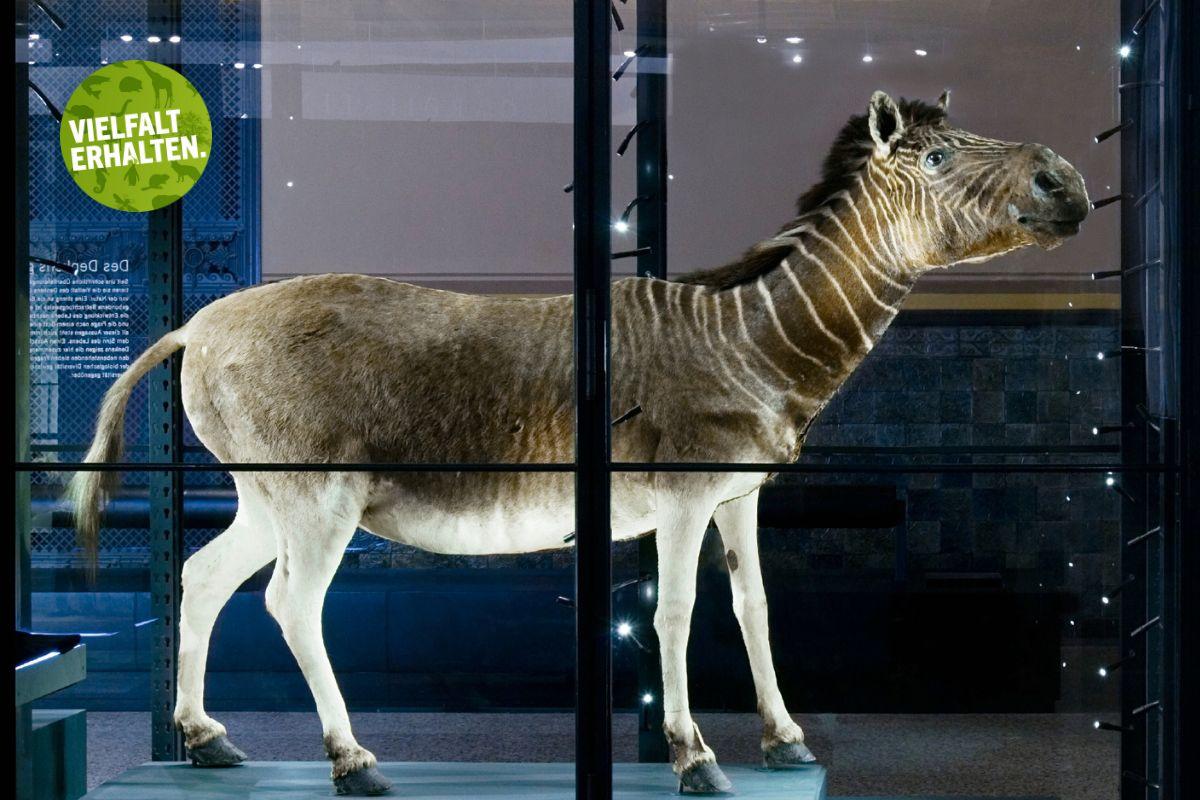 Quagga in der Ausstellung "Evolution in Aktion"