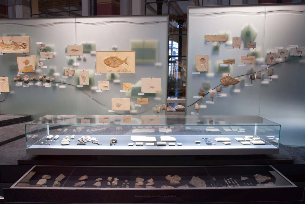 Das Foto zeigt eine Glaswand, an welcher marine Fossilien aus den Lagerstätten Tendaguru, Eichstätt, Solnhofen gezeigt werden.