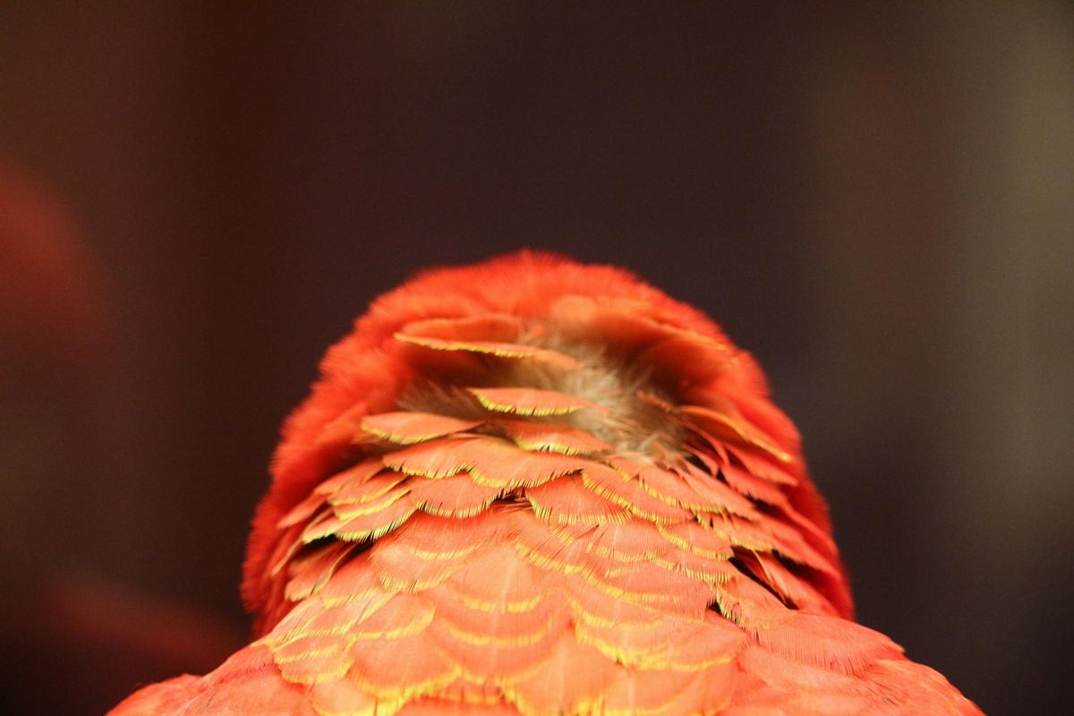 Kopf eines roten Aras von Hinten in Nahaufnahme