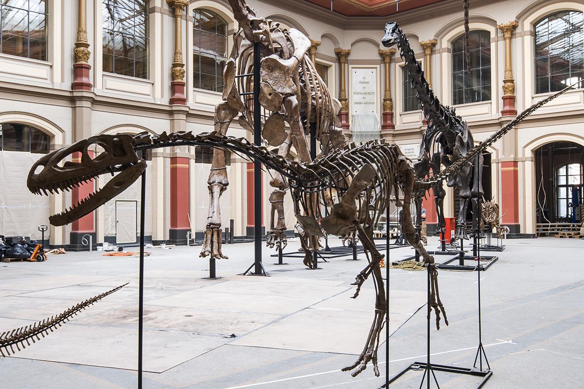 Skelett des Elaphrosaurus im Aufbau im Ausstellungssaal Saurierwelt