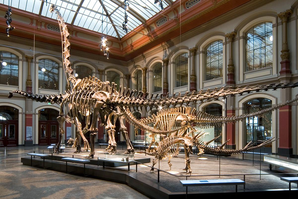 Dinosaur skeletons in the Sauriersaal